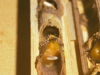 Megachile ericetorum 20, Lathyrusbij, nest, Saxifraga-Pieter van Breugel