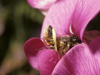 Megachile ericetorum 4, Lathyrusbij, female, Saxifraga-Pieter van Breugel