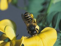 Megachile ericetorum 7, Lathyrusbij, female, Saxifraga-Frits Bink