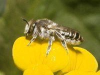 Megachile laechella 1, female, Saxifraga-Pieter van Breugel