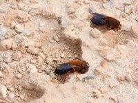 Megachile sicula 2, Saxifraga-Rutger Barendse