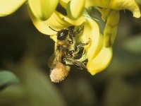 Megachile willughbiella 10, Grote bladsnijder, female, Saxifraga-Pieter van Breugel