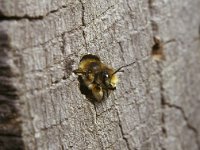 Megachile willughbiella 11, Grote bladsnijder, male, Saxifraga-Pieter van Breugel