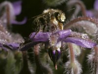 Megachile willughbiella 16, Grote bladsnijder, male, Saxifraga-Pieter van Breugel