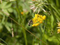 Megachile willughbiella 20, Grote bladsnijder, Saxifraga-Jan van der Straaten