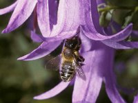 Megachile willughbiella 3, Grote bladsnijder, female, Saxifraga-Pieter van Breugel