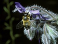 Megachile willughbiella 6, Grote bladsnijder, female, Saxifraga-Pieter van Breugel