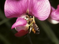 Megachile willughbiella 7, Grote bladsnijder, female, Saxifraga-Pieter van Breugel