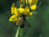 Megachile willughbiella 9, Grote bladsnijder, female, Saxifraga-Frits Bink