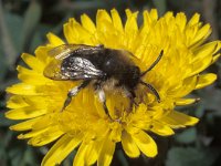 Melecta albifrons 1, Bruine rouwbij, male, Saxifraga-Pieter van Breugel