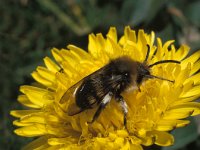 Melecta albifrons 2, Bruine rouwbij, male, Saxifraga-Pieter van Breugel