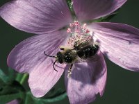 Melitta haemorrhoidalis 4, Klokjesdikpoot, male, Saxifraga-Frits Bink