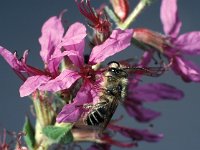 Melitta nigricans 2, Kattenstaartdikpootbij, male, Saxifraga-Frits Bink