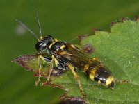 Mellinus arvensis 02 #08904 : Mellinus arvensis, Gewone vliegendoder, female