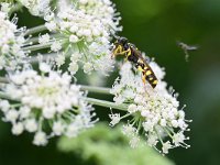 Mellinus arvensis 17, Gewone vliegendoder, Saxifraga-Tom Heijnen