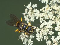 Mellinus arvensis 2, Gewone vliegendoder, Saxifraga-Frits Bink