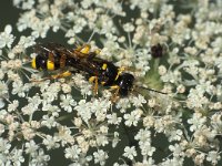 Mellinus arvensis 5, Gewone vliegendoder, Saxifraga-Frits Bink