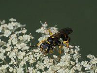 Mellinus arvensis 6, Gewone vliegendoder, Saxifraga-Frits Bink