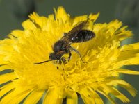 Meloe triangulini 2, Saxifraga-Frits Bink