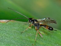 Mesochorinae sp 1, Saxifraga-Ab H Baas