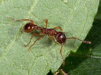 Myrmica ruginodis 3, Bossteekmier, Saxifraga-Ab H Baas