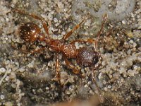 Myrmica rubra 3, Gewone steekmier, Saxifraga-Ab H Baas