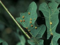 Neuroterus numismalis, Silk Button Gall