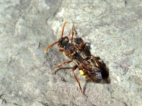 Nomada flava 1, Gewone wespbij, female, Saxifraga-Frits Bink