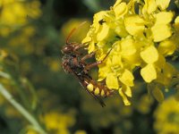 Nomada flava 2, Gewone wespbij, Saxifraga-Pieter van Breugel