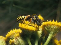 Nomada flavopicta 1, Zwartsprietwespbij, Saxifraga-Pieter van Breugel