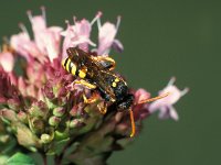 Nomada marshamella 1, Donkere wespbij, female, Saxifraga-Frits Bink