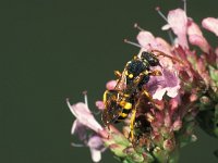 Nomada marshamella 2, Donkere wespbij, female, Saxifraga-Frits Bink