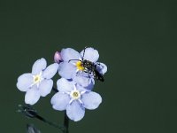 Nomada sheppardana 1, Geeltipje, male, Saxifraga-Frits Bink