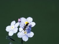 Nomada sheppardana 2, Geeltipje, male, Saxifraga-Frits Bink