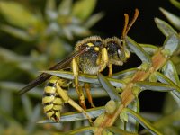 Nomada goodeniana 1, Smalbandwespbij, male, Saxifraga-Ab H Baas