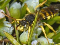 Nomada goodeniana 3, Smalbandwespbij, Saxifraga-Ab H Baas