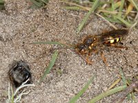 Nomada lathburiana 2, Roodharige wespbij, female, Saxifraga-Ab H Baas