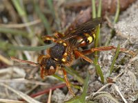 Nomada lathburiana 3, Roodharige wespbij, Saxifraga-Ab H Baas