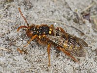 Nomada lathburiana 4, Roodharige wespbij, Saxifraga-Ab H Baas