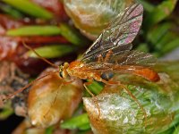 Ophion minutus 2, Saxifraga-Ab H Baas