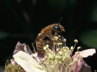 Osmia aurulenta, Gold-Fringed Mason Bee