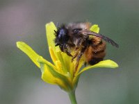 Osmia bicornis 1, Rosse Metselbij, Saxifraga-Peter Meininger