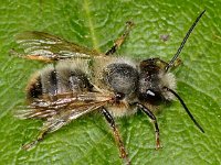 Osmia bicornis 4, Rosse metselbij, Saxifraga-Ab H Baas