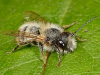 Osmia bicornis 5, Rosse metselbij, Saxifraga-Ab H Baas