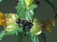 Osmia caerulescens 3, Blauwe metselbij, female, Saxifraga-Frits Bink