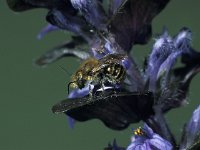 Osmia caerulescens 4, Blauwe metselbij, male, Saxifraga-Frits Bink