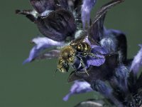 Osmia caerulescens 5, Blauwe metselbij, male, Saxifraga-Frits Bink