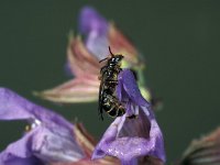 Osmia claviventris 1, Geelgespoorde houtmetselbij, Saxifraga-Frits Bink