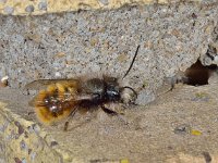 Osmia rufa D0595  Osmia rufa Hardenberg op 24 april 2013 : Naar Naturalis in 2013