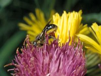 Osmia fulviventris 1, Zwartbronzen metselbij, female, Saxifraga-Pieter van Breugel